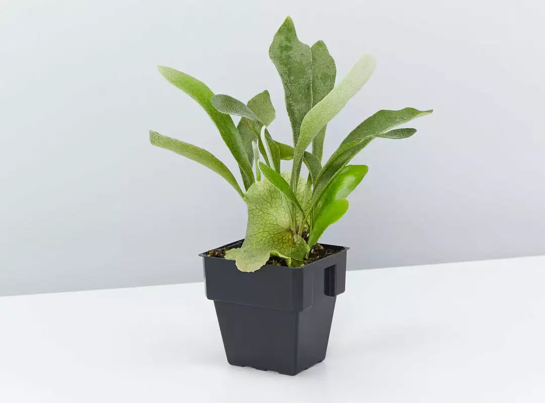 Indoor Garden Pet-Friendly🐶 Indoor Plant Pack - 85mm Pet-friendly Indoor Plants 8 Indoor Garden Pet-Friendly🐶 Indoor Plant Pack - 85mm Pet-friendly Indoor Plants