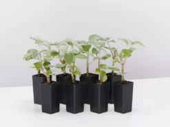 Shrubs Plectranthus Argentatus