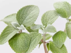 Shrubs Plectranthus Argentatus