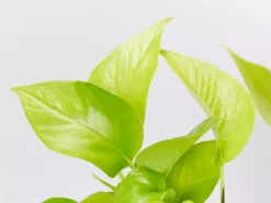 Indoor Garden Easy Care Plants The Water Propagation Box 16 Indoor Garden Easy Care Plants The Water Propagation Box