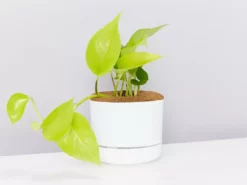 Pot + Plant Gift Box Pothos Goldilocks - Pot + Plant + Soil Easy Care Plants