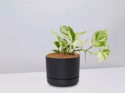 Pot + Plant Gift Box Pothos Marble Queen - Pot + Plant + Soil Pothos 'Devils Ivy' 24 Pot + Plant Gift Box Pothos Marble Queen - Pot + Plant + Soil Pothos 'Devils Ivy'