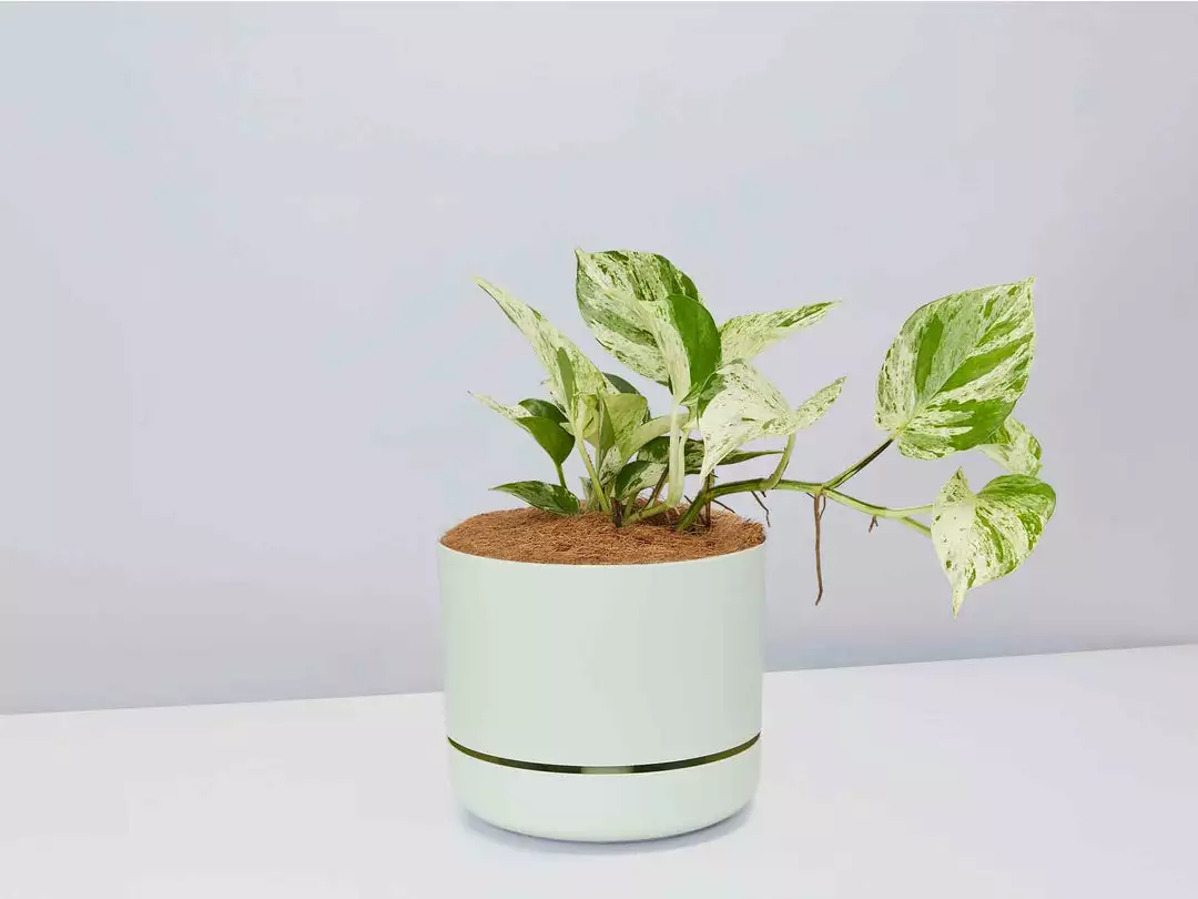 Pot + Plant Gift Box Pothos Marble Queen - Pot + Plant + Soil Pothos 'Devils Ivy' 4 Pot + Plant Gift Box Pothos Marble Queen - Pot + Plant + Soil Pothos 'Devils Ivy'