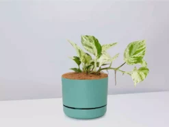 Pot + Plant Gift Box Pothos Marble Queen - Pot + Plant + Soil Pothos 'Devils Ivy' 32 Pot + Plant Gift Box Pothos Marble Queen - Pot + Plant + Soil Pothos 'Devils Ivy'