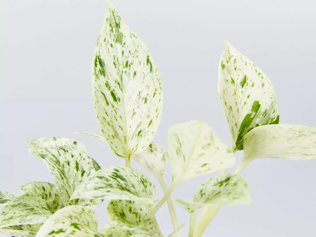 Pot + Plant Gift Box Pothos Marble Queen - Pot + Plant + Soil Pothos 'Devils Ivy' 16 Pot + Plant Gift Box Pothos Marble Queen - Pot + Plant + Soil Pothos 'Devils Ivy'