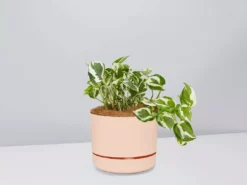 Pot + Plant Gift Box Pothos Snow Queen - Pot + Plant + Soil Easy Care Plants 23 Pot + Plant Gift Box Pothos Snow Queen - Pot + Plant + Soil Easy Care Plants