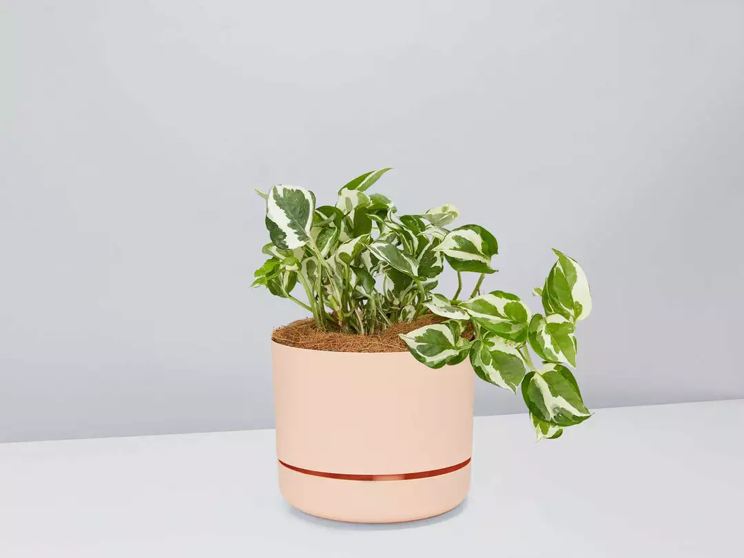 Pot + Plant Gift Box Pothos Snow Queen - Pot + Plant + Soil Easy Care Plants 7 Pot + Plant Gift Box Pothos Snow Queen - Pot + Plant + Soil Easy Care Plants