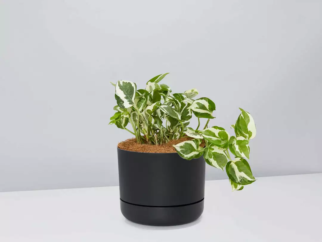 Pot + Plant Gift Box Pothos Snow Queen - Pot + Plant + Soil Easy Care Plants 11 Pot + Plant Gift Box Pothos Snow Queen - Pot + Plant + Soil Easy Care Plants