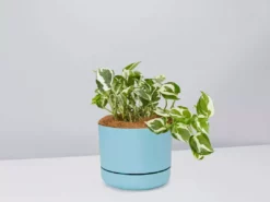 Pot + Plant Gift Box Pothos Snow Queen - Pot + Plant + Soil Easy Care Plants 25 Pot + Plant Gift Box Pothos Snow Queen - Pot + Plant + Soil Easy Care Plants