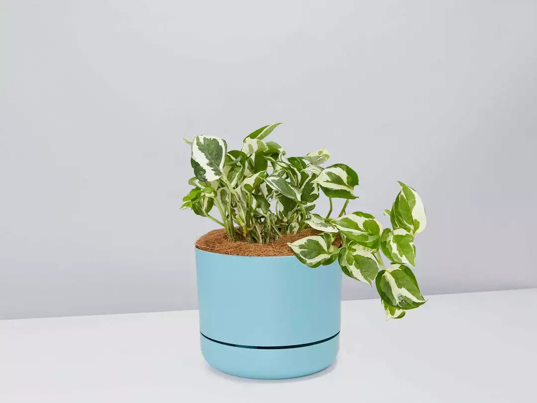 Pot + Plant Gift Box Pothos Snow Queen - Pot + Plant + Soil Easy Care Plants 9 Pot + Plant Gift Box Pothos Snow Queen - Pot + Plant + Soil Easy Care Plants