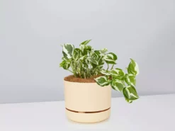 Pot + Plant Gift Box Pothos Snow Queen - Pot + Plant + Soil Easy Care Plants