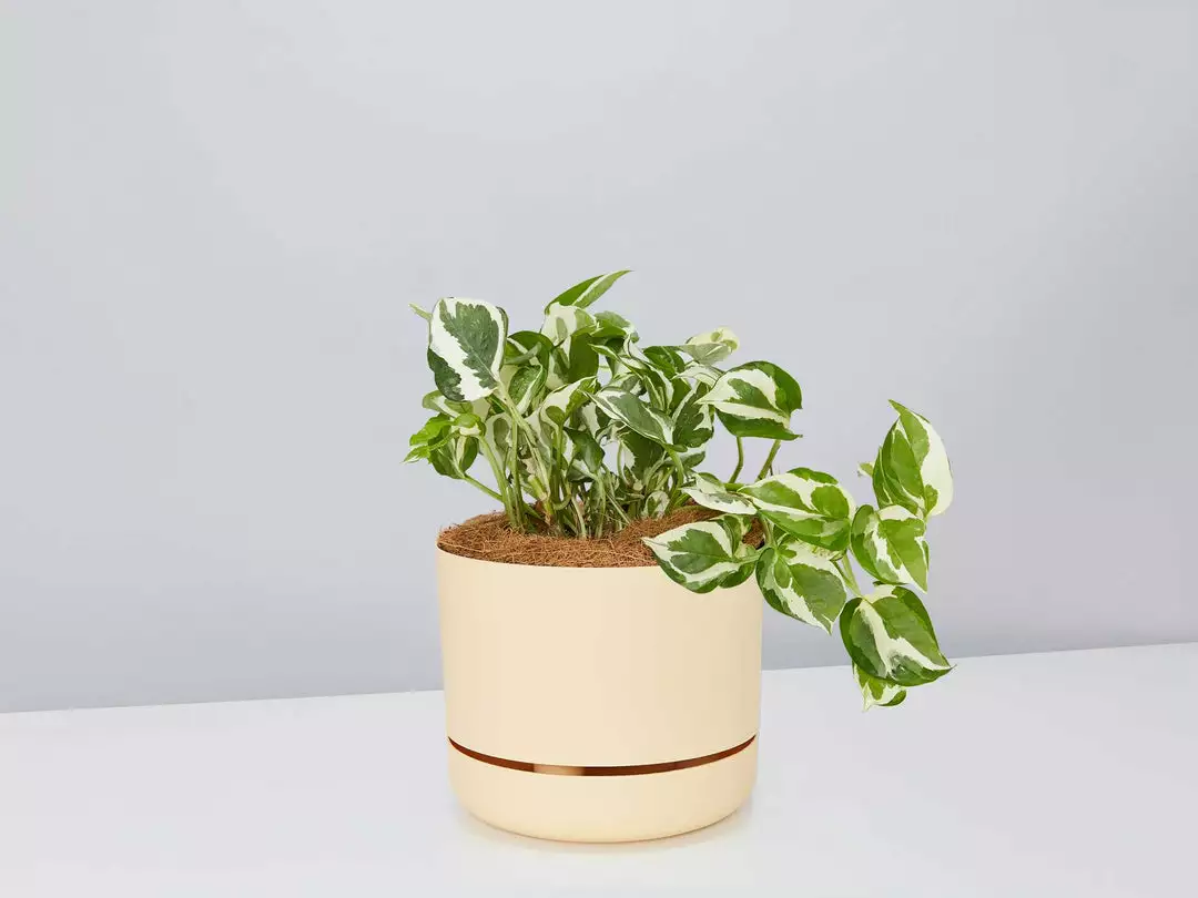 Pot + Plant Gift Box Pothos Snow Queen - Pot + Plant + Soil Easy Care Plants 4 Pot + Plant Gift Box Pothos Snow Queen - Pot + Plant + Soil Easy Care Plants