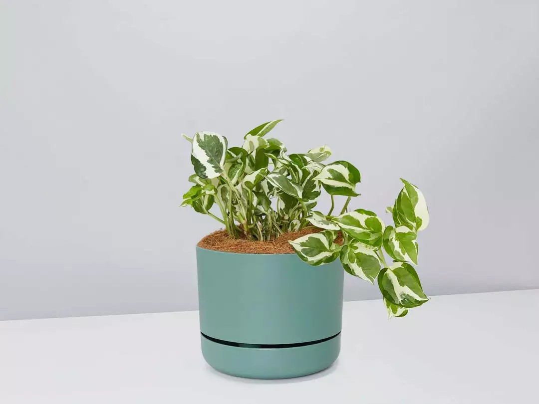 Pot + Plant Gift Box Pothos Snow Queen - Pot + Plant + Soil Easy Care Plants 10 Pot + Plant Gift Box Pothos Snow Queen - Pot + Plant + Soil Easy Care Plants