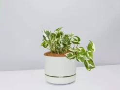 Pot + Plant Gift Box Pothos Snow Queen - Pot + Plant + Soil Easy Care Plants 21 Pot + Plant Gift Box Pothos Snow Queen - Pot + Plant + Soil Easy Care Plants