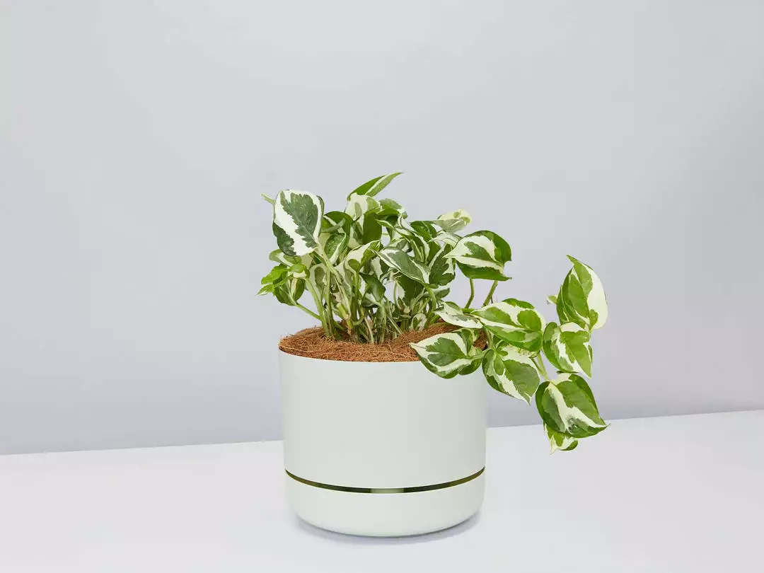 Pot + Plant Gift Box Pothos Snow Queen - Pot + Plant + Soil Easy Care Plants 5 Pot + Plant Gift Box Pothos Snow Queen - Pot + Plant + Soil Easy Care Plants