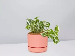 Pot + Plant Gift Box Pothos Snow Queen - Pot + Plant + Soil Easy Care Plants 22 Pot + Plant Gift Box Pothos Snow Queen - Pot + Plant + Soil Easy Care Plants