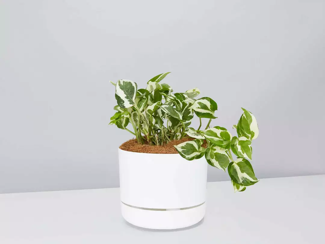 Pot + Plant Gift Box Pothos Snow Queen - Pot + Plant + Soil Easy Care Plants 8 Pot + Plant Gift Box Pothos Snow Queen - Pot + Plant + Soil Easy Care Plants