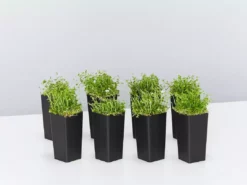 Shrubs Pratia Pedunculata