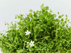 Shrubs Pratia Pedunculata