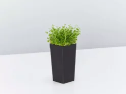 Shrubs Pratia Pedunculata