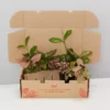 Indoor Garden Pretty-in-Pink Box 2 Indoor Garden Pretty-in-Pink Box