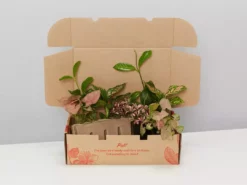 Indoor Garden Pretty-in-Pink Box