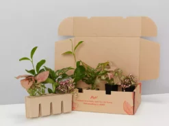 Indoor Garden Pretty-in-Pink Box