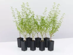 Shrubs Prostanthera Sieberi