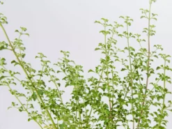 Shrubs Prostanthera Sieberi