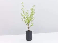 Shrubs The Edible Plants Pack