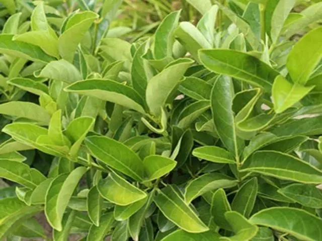 Ozbreed Hedging Plants Quick Fence™ Viburnum Odoratissimum ‘VOQ1’ 6 Ozbreed Hedging Plants Quick Fence™ Viburnum Odoratissimum ‘VOQ1’