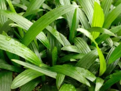 Shrubs Rhapis Excelsa