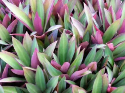 Shrubs Border Plants Tradescantia (Rhoeo) Dwarf