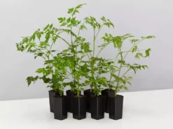 Indoor Garden Shrubs Radermachera China Doll