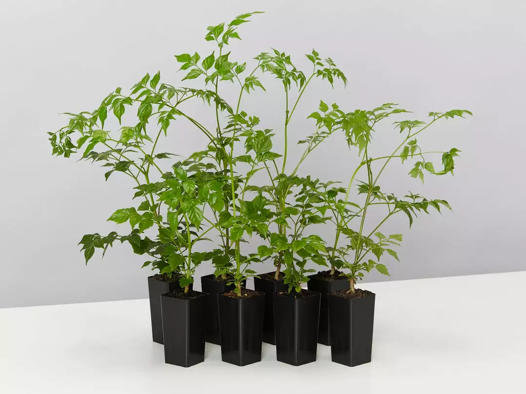 Indoor Garden Shrubs Radermachera China Doll 3 Indoor Garden Shrubs Radermachera China Doll