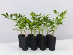 Hedge Hedging Plants Radermachera "Summer Scent"