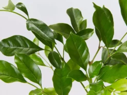 Hedge Hedging Plants Radermachera