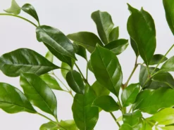 Hedge Radermachera "Summer Scent" - 85mm Shrubs