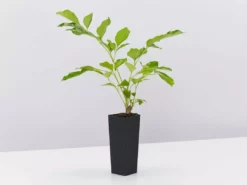 Hedge Hedging Plants Radermachera