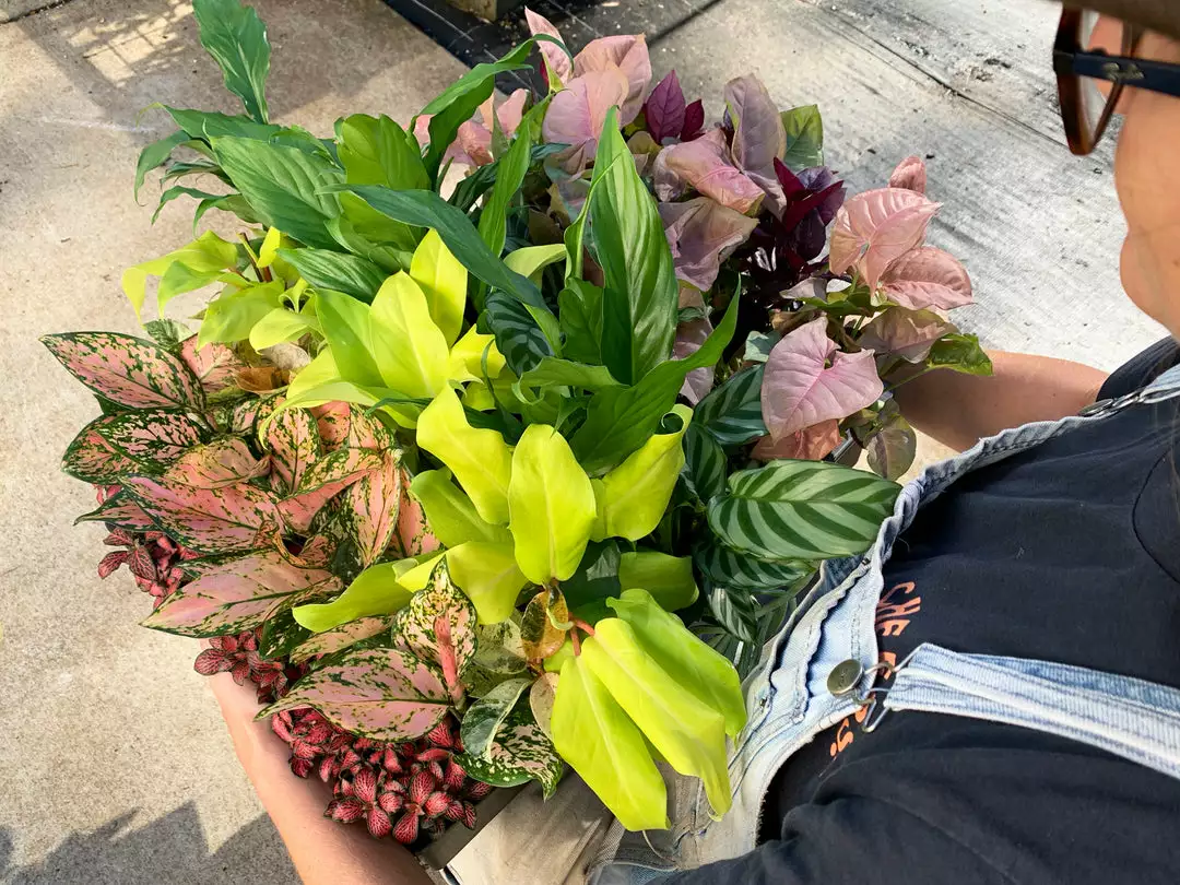 Indoor Garden Air Purifying Rainbow π Box - Indoor 5 Indoor Garden Air Purifying Rainbow π Box - Indoor