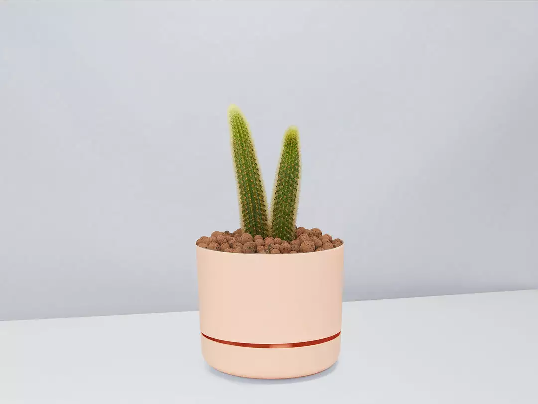 Cacti LECA + Golden Monkey Tail Cactus π΅ Planter Easy Care Plants 4 Cacti LECA + Golden Monkey Tail Cactus π΅ Planter Easy Care Plants