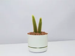 Cacti LECA + Golden Monkey Tail Cactus π΅ Planter Easy Care Plants 19 Cacti LECA + Golden Monkey Tail Cactus π΅ Planter Easy Care Plants