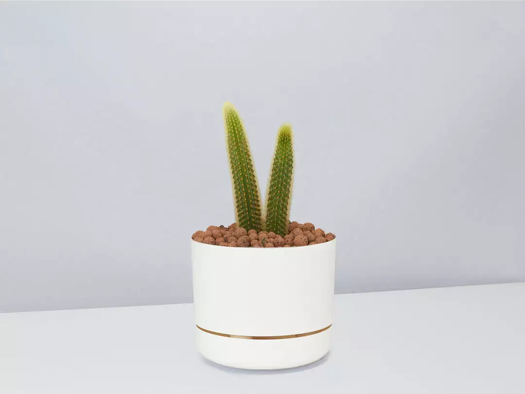 Cacti LECA + Golden Monkey Tail Cactus π΅ Planter Easy Care Plants 9 Cacti LECA + Golden Monkey Tail Cactus π΅ Planter Easy Care Plants