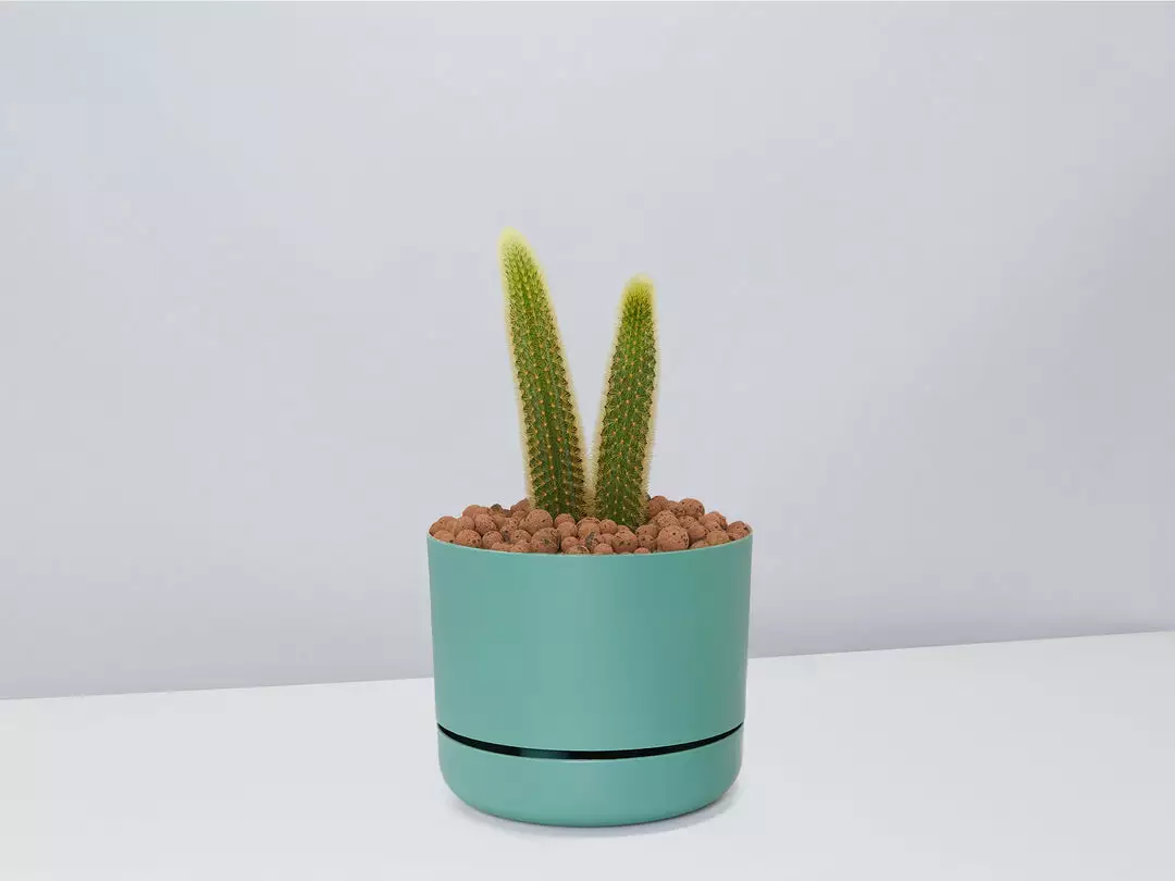 Cacti LECA + Golden Monkey Tail Cactus π΅ Planter Easy Care Plants 14 Cacti LECA + Golden Monkey Tail Cactus π΅ Planter Easy Care Plants