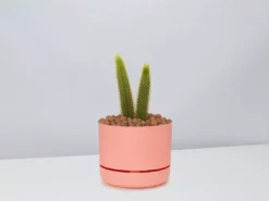 Cacti LECA + Golden Monkey Tail Cactus π΅ Planter Easy Care Plants 24 Cacti LECA + Golden Monkey Tail Cactus π΅ Planter Easy Care Plants