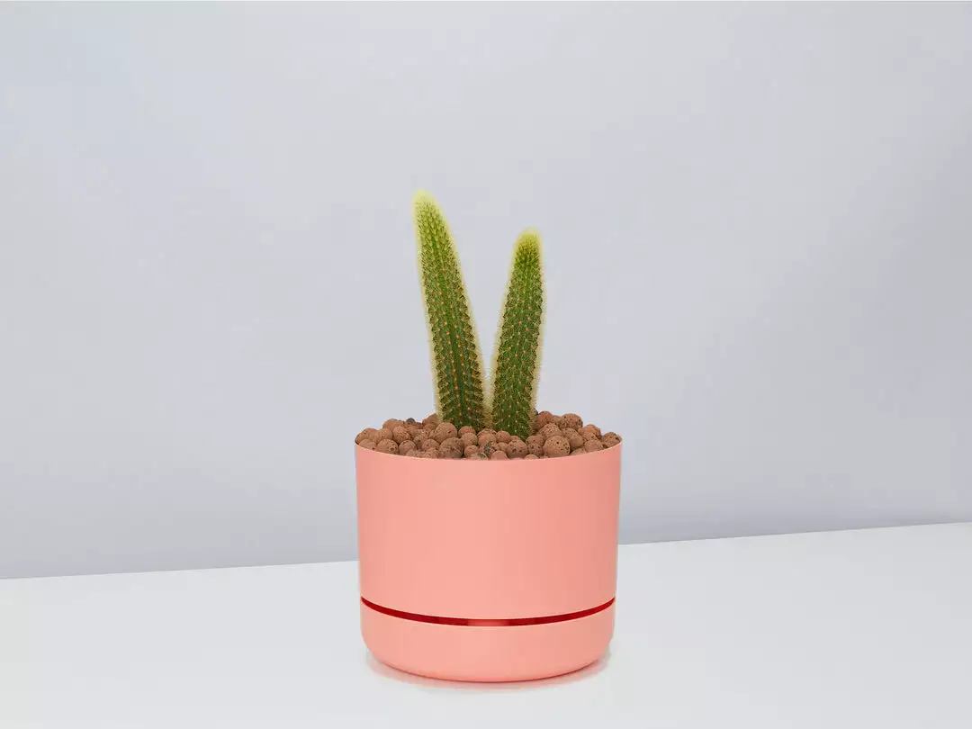 Cacti LECA + Golden Monkey Tail Cactus π΅ Planter Easy Care Plants 12 Cacti LECA + Golden Monkey Tail Cactus π΅ Planter Easy Care Plants