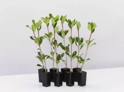 Hedge Rhaphiolepis Intermedia