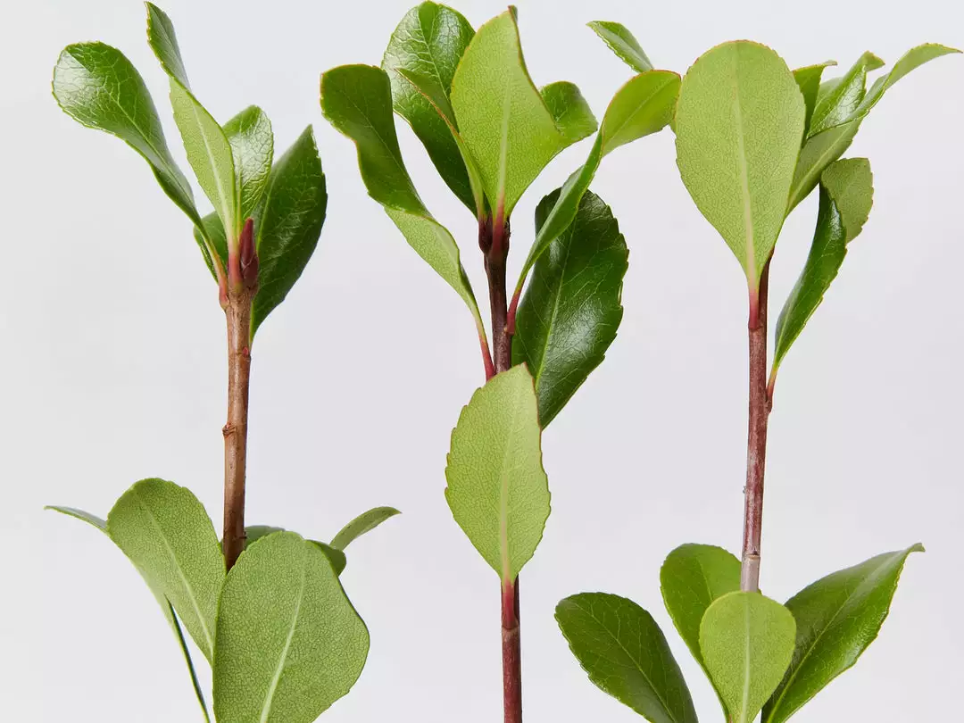 Hedge Rhaphiolepis Intermedia 5 Hedge Rhaphiolepis Intermedia