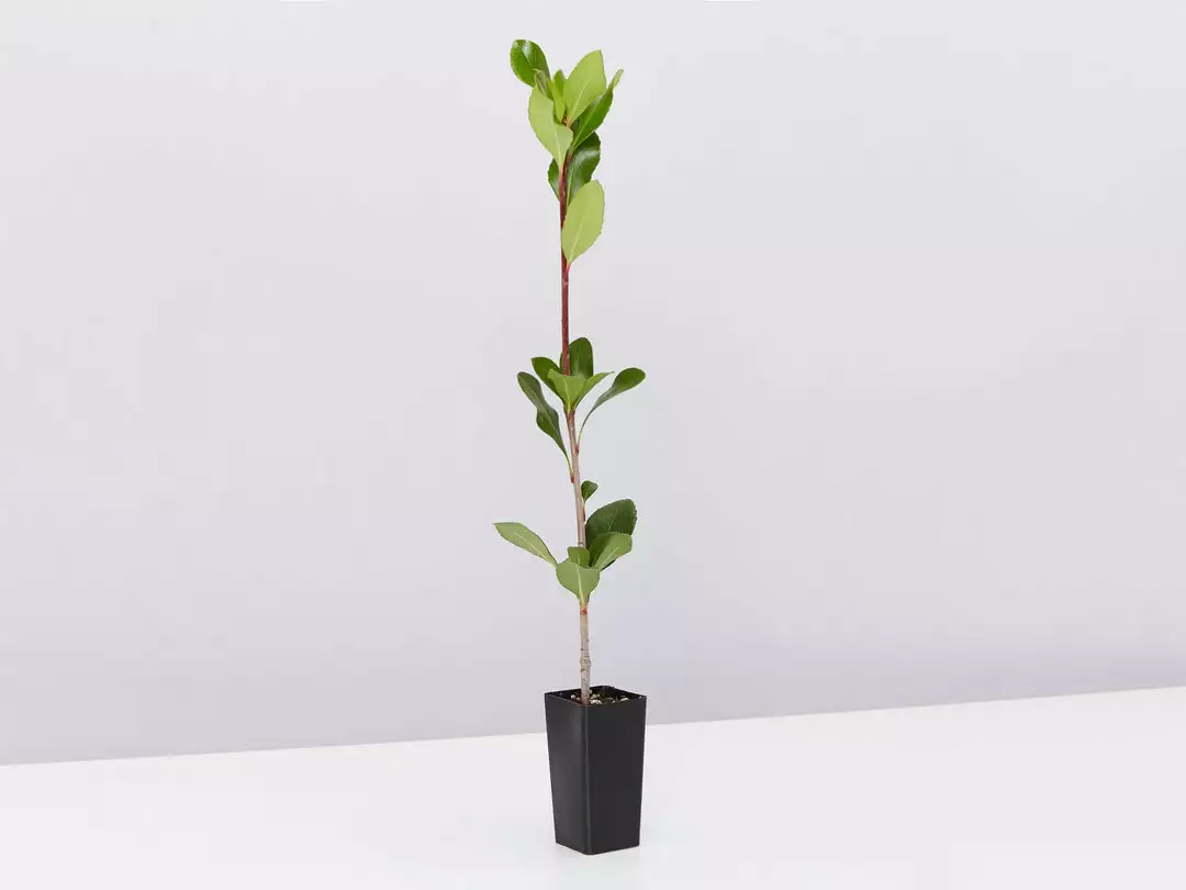 Hedge Rhaphiolepis Intermedia 7 Hedge Rhaphiolepis Intermedia