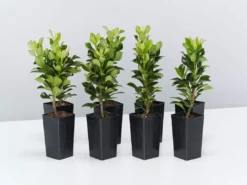 Shrubs Rhaphiolepis Snow Maiden Dwarf Hedge Pack
